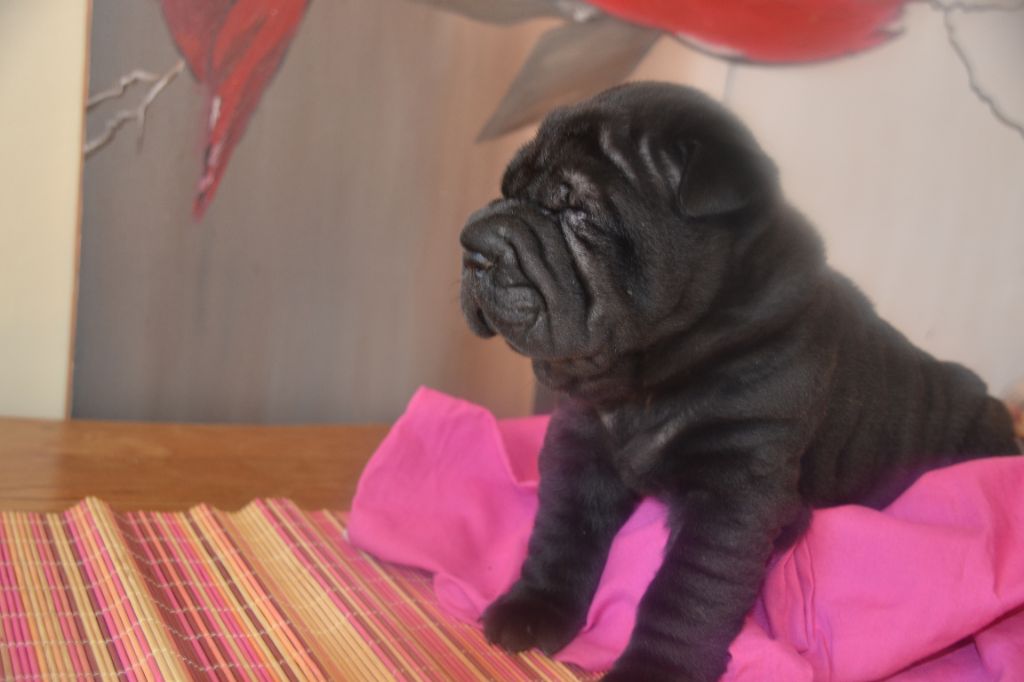 Vanda Nuance Of Grey - Shar Pei - Portée née le 20/07/2018