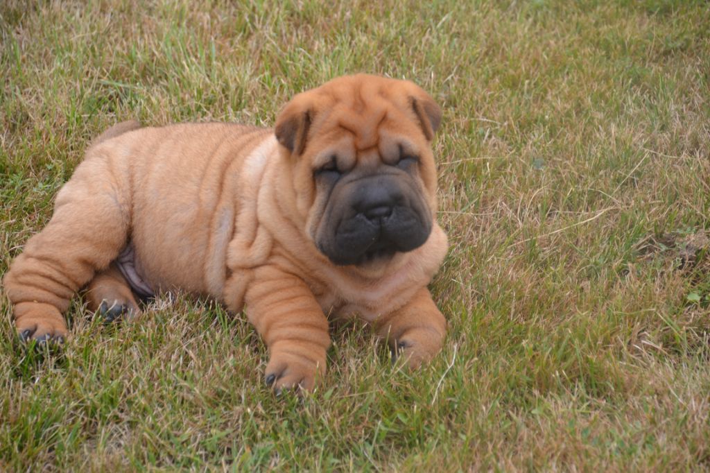 Vanda Nuance Of Grey - Shar Pei - Portée née le 20/07/2018